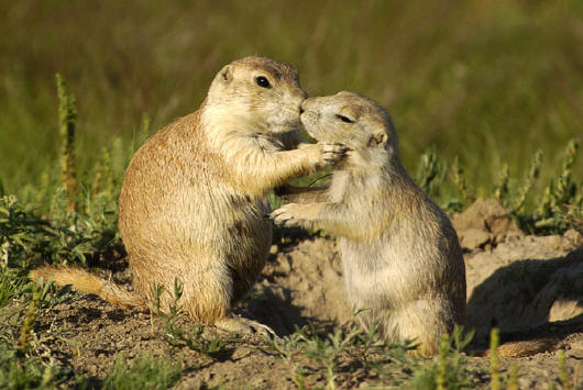 prairie dog kissing